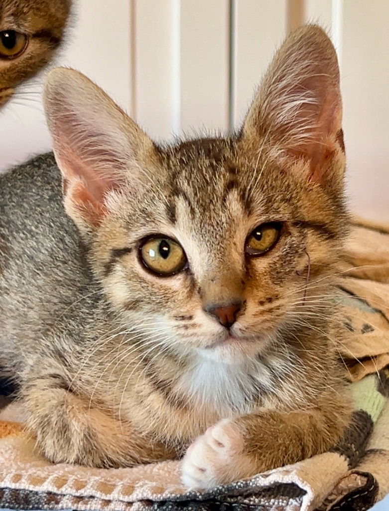 adoptable Cat in SLC, UT named Crackle