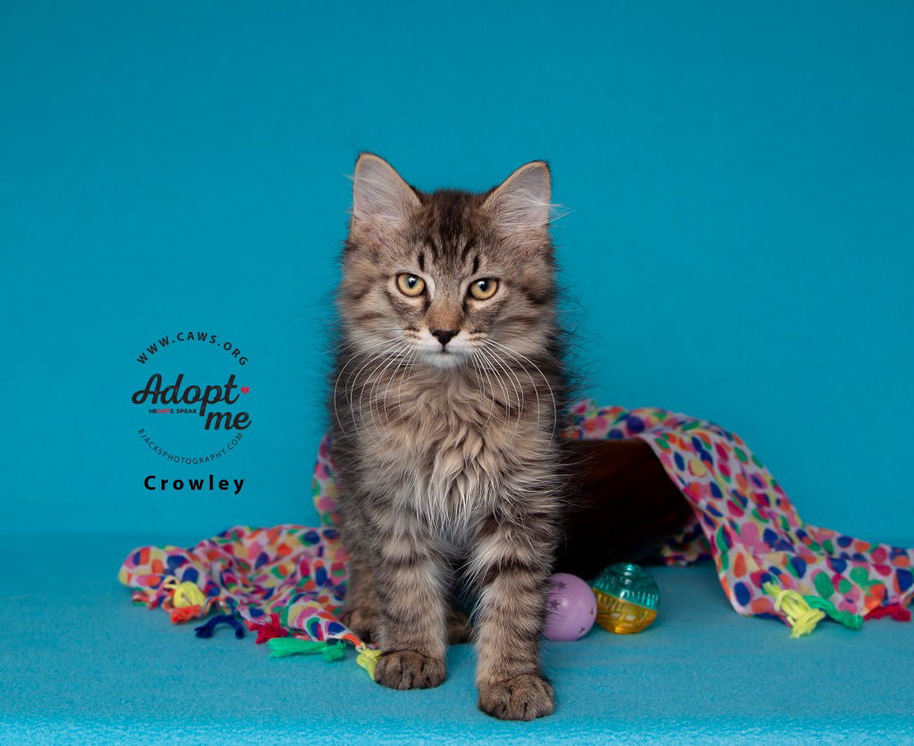adoptable Cat in SLC, UT named Crowley