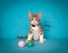 adoptable Cat in SLC, UT named Polly