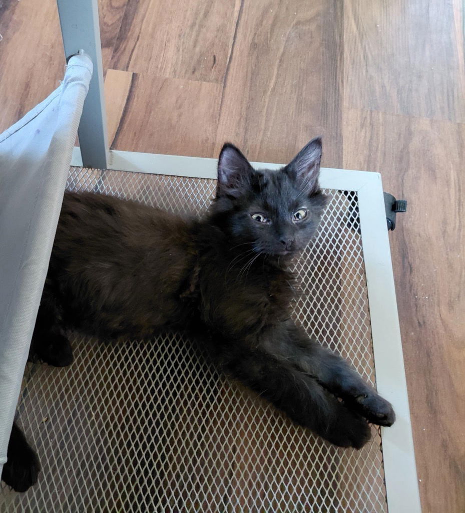 adoptable Cat in SLC, UT named Grimoire