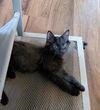 adoptable Cat in  named Grimoire
