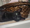 adoptable Cat in SLC, UT named Biscuit