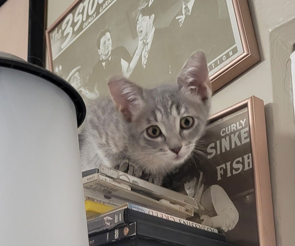 adoptable Cat in SLC, UT named Earlene Grey