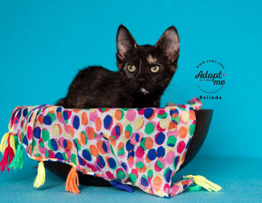 adoptable Cat in SLC, UT named Belinda