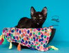 adoptable Cat in SLC, UT named Belinda
