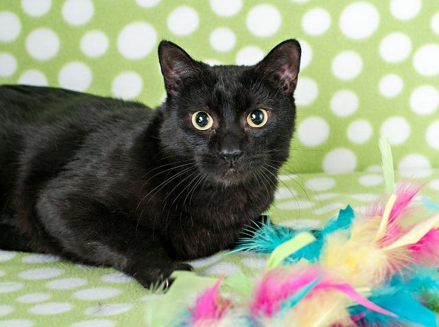 adoptable Cat in SLC, UT named Bailey