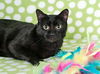 adoptable Cat in SLC, UT named Bailey