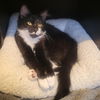 adoptable Cat in  named Baraka
