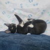 adoptable Cat in SLC, UT named Hermes