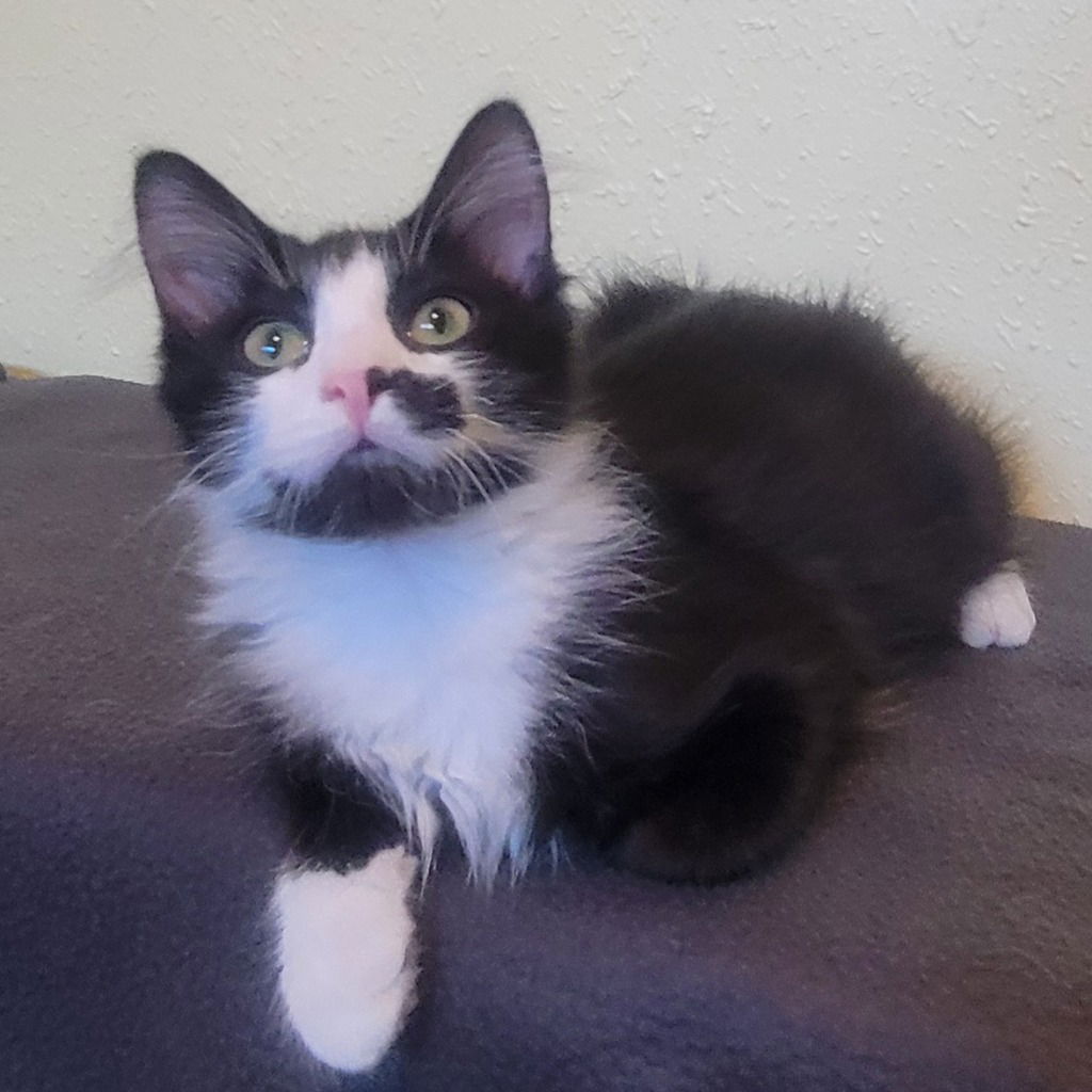 adoptable Cat in SLC, UT named Jax