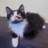 adoptable Cat in  named Jax