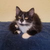 adoptable Cat in  named Mileena
