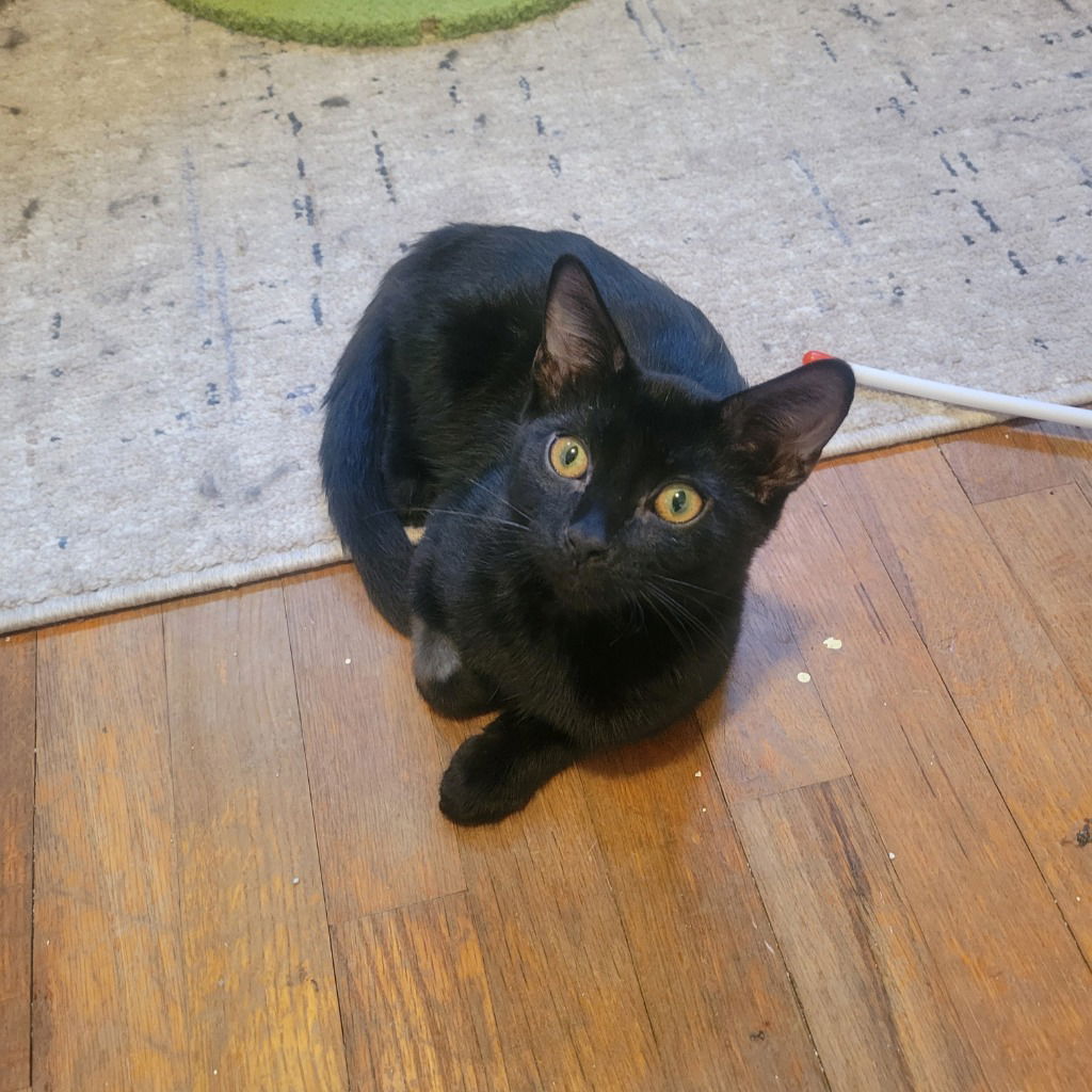 adoptable Cat in SLC, UT named Oogie Boogie