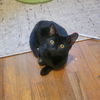 adoptable Cat in SLC, UT named Oogie Boogie