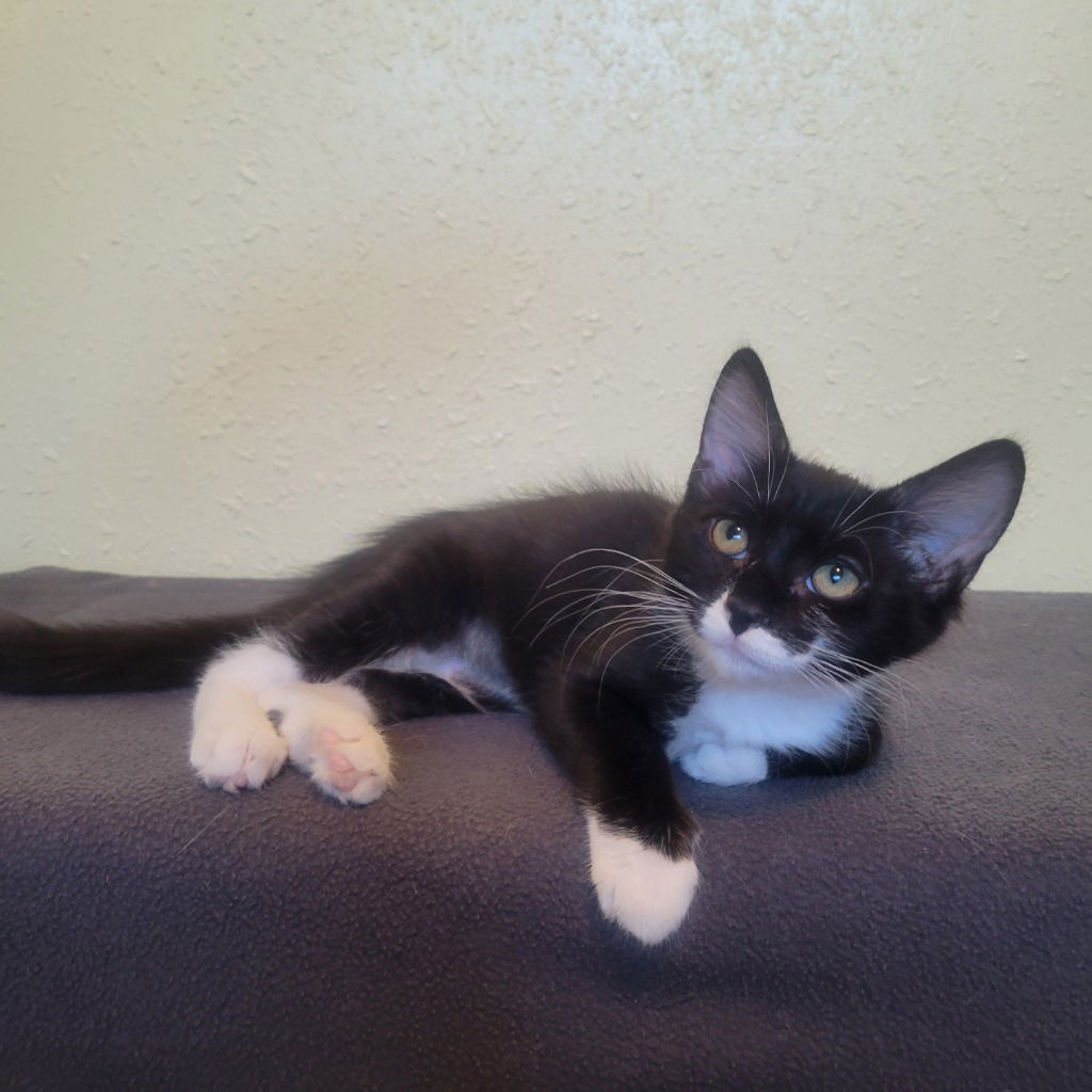 adoptable Cat in SLC, UT named Purrsephone