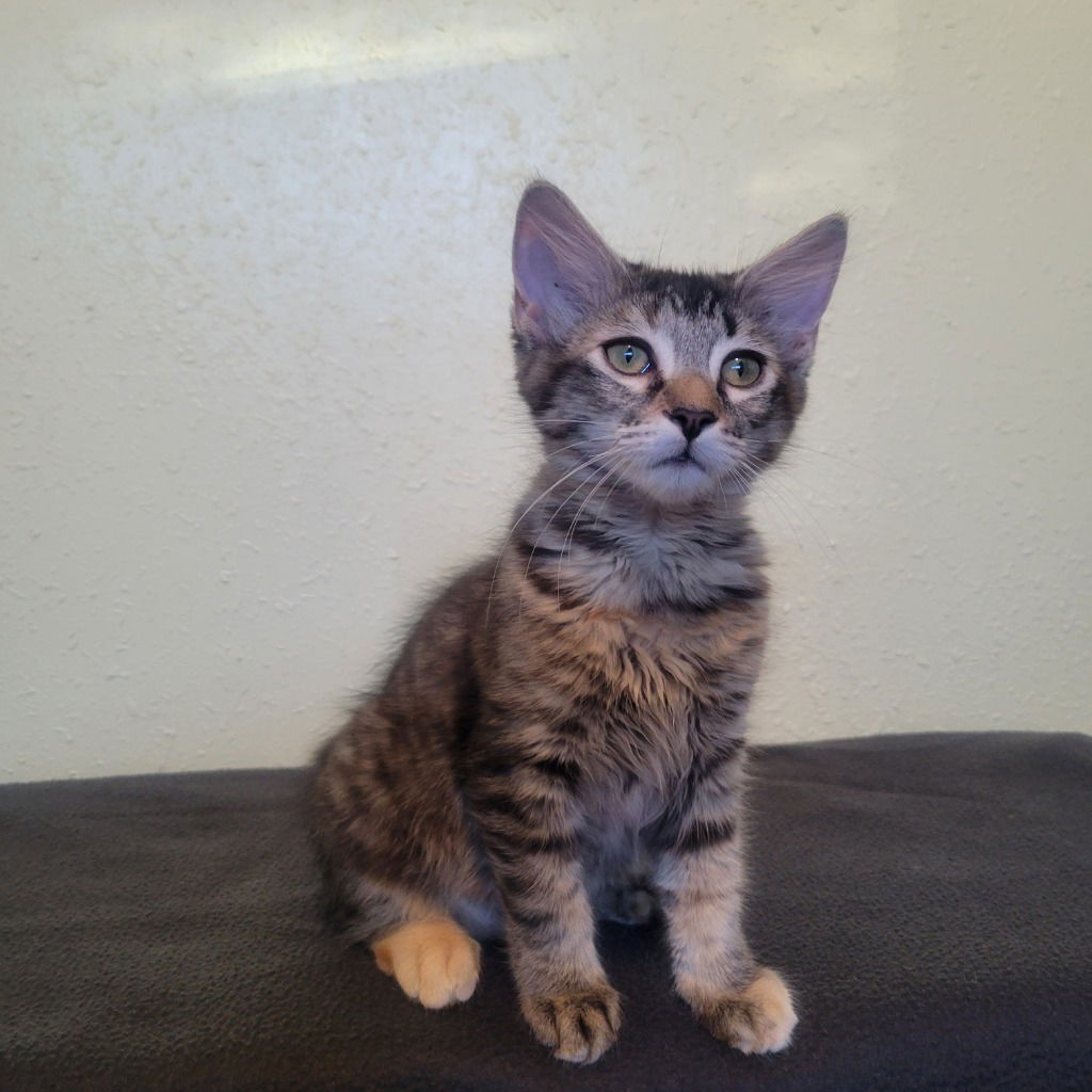 adoptable Cat in SLC, UT named Sally