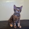 adoptable Cat in slc, UT named Sally