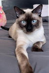 adoptable Cat in slc, UT named Simon