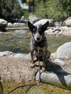 adoptable Dog in  named Bowie