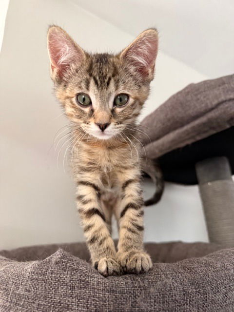 adoptable Cat in SLC, UT named Chrissy