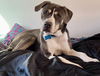 adoptable Dog in , UT named Harley