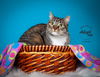 adoptable Cat in , UT named Marley