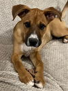 adoptable Dog in , UT named Potatoe