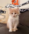 adoptable Cat in slc, UT named Stanley