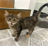 adoptable Cat in slc, UT named Caramel