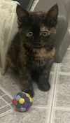 adoptable Cat in slc, UT named Ginger