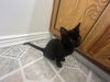 adoptable Cat in , UT named Phillip