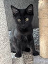 adoptable Cat in  named Cinder