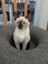 adoptable Cat in  named Duke