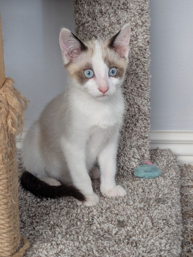 adoptable Cat in SLC, UT named Gispert