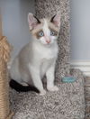 adoptable Cat in  named Gispert