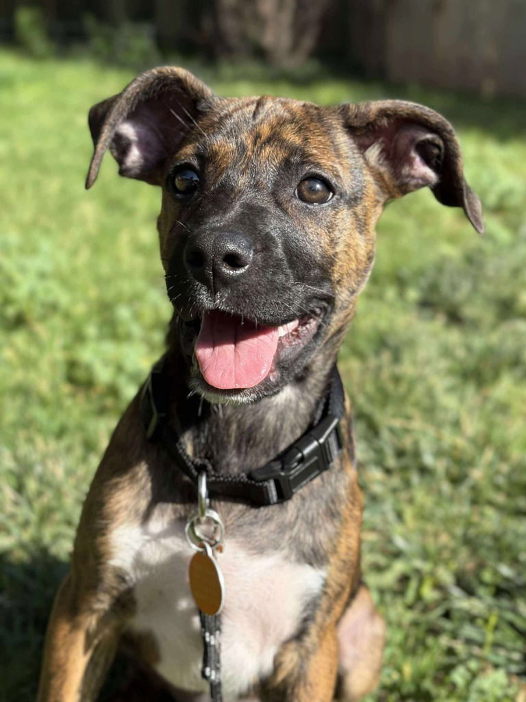 adoptable Dog in SLC, UT named Nacho 