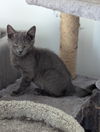 adoptable Cat in  named Sploosh