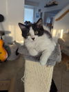 adoptable Cat in  named Teddy