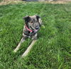 adoptable Dog in SLC, UT named Coco