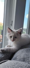 adoptable Cat in  named Dolly
