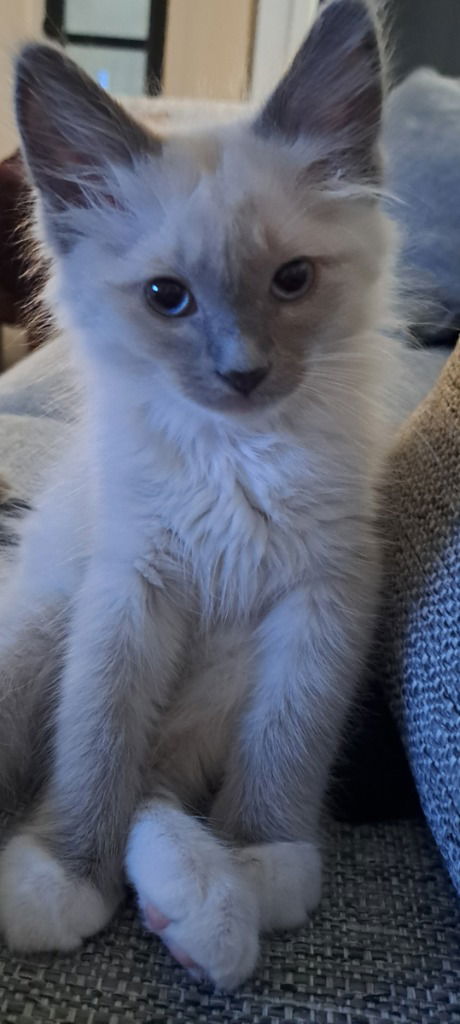 adoptable Cat in SLC, UT named Lionel