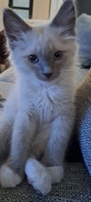 adoptable Cat in SLC, UT named Lionel
