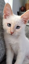 adoptable Cat in SLC, UT named Pinky