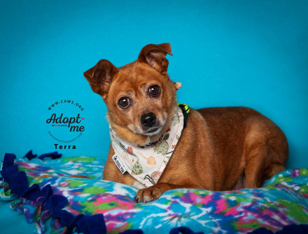 adoptable Dog in SLC, UT named Terra