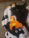 adoptable Cat in , UT named Tina