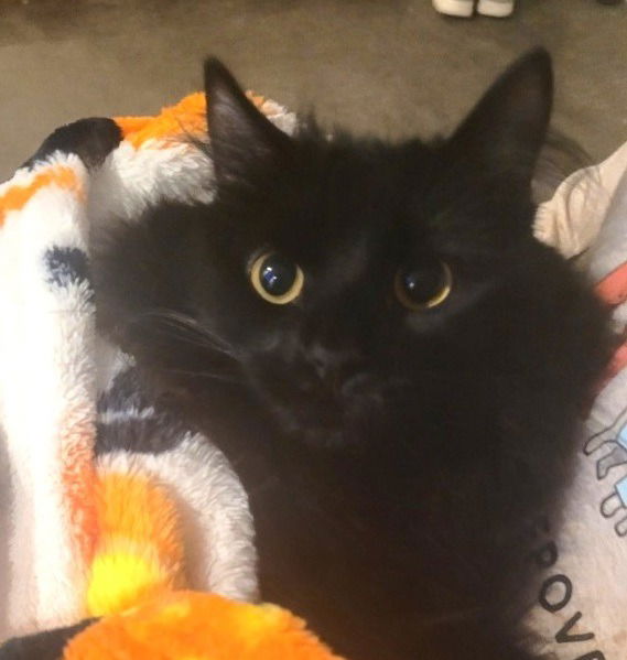 adoptable Cat in SLC, UT named Tina