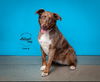 adoptable Dog in , UT named Lucy