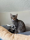 adoptable Cat in , UT named Bugsy