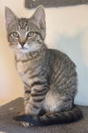 adoptable Cat in , UT named Cuckoo