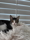adoptable Cat in , UT named Dawn